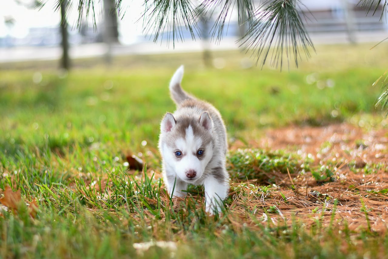 husky dog puppy