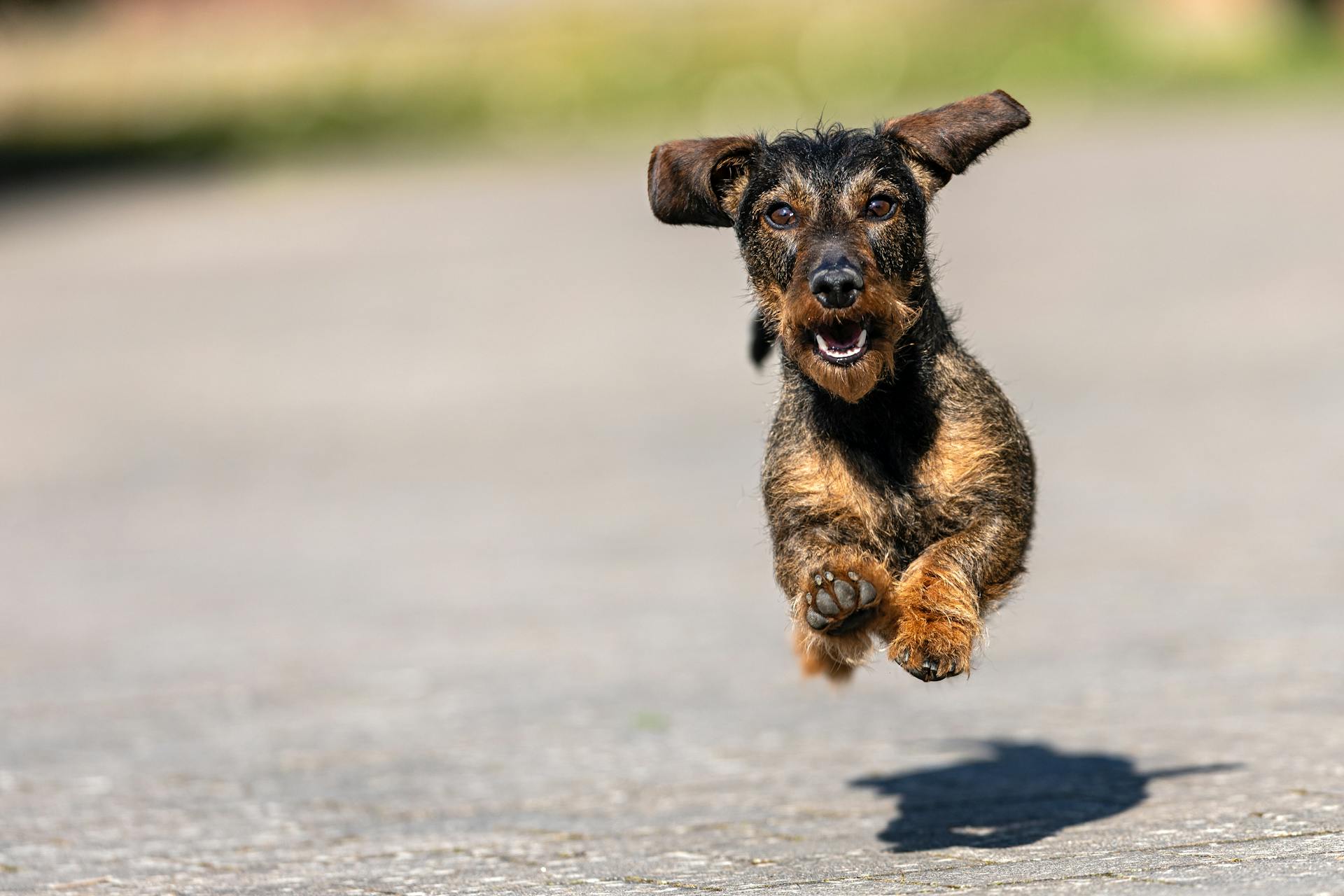 Dog Crocs: Goofy Trend or Paw Protection?