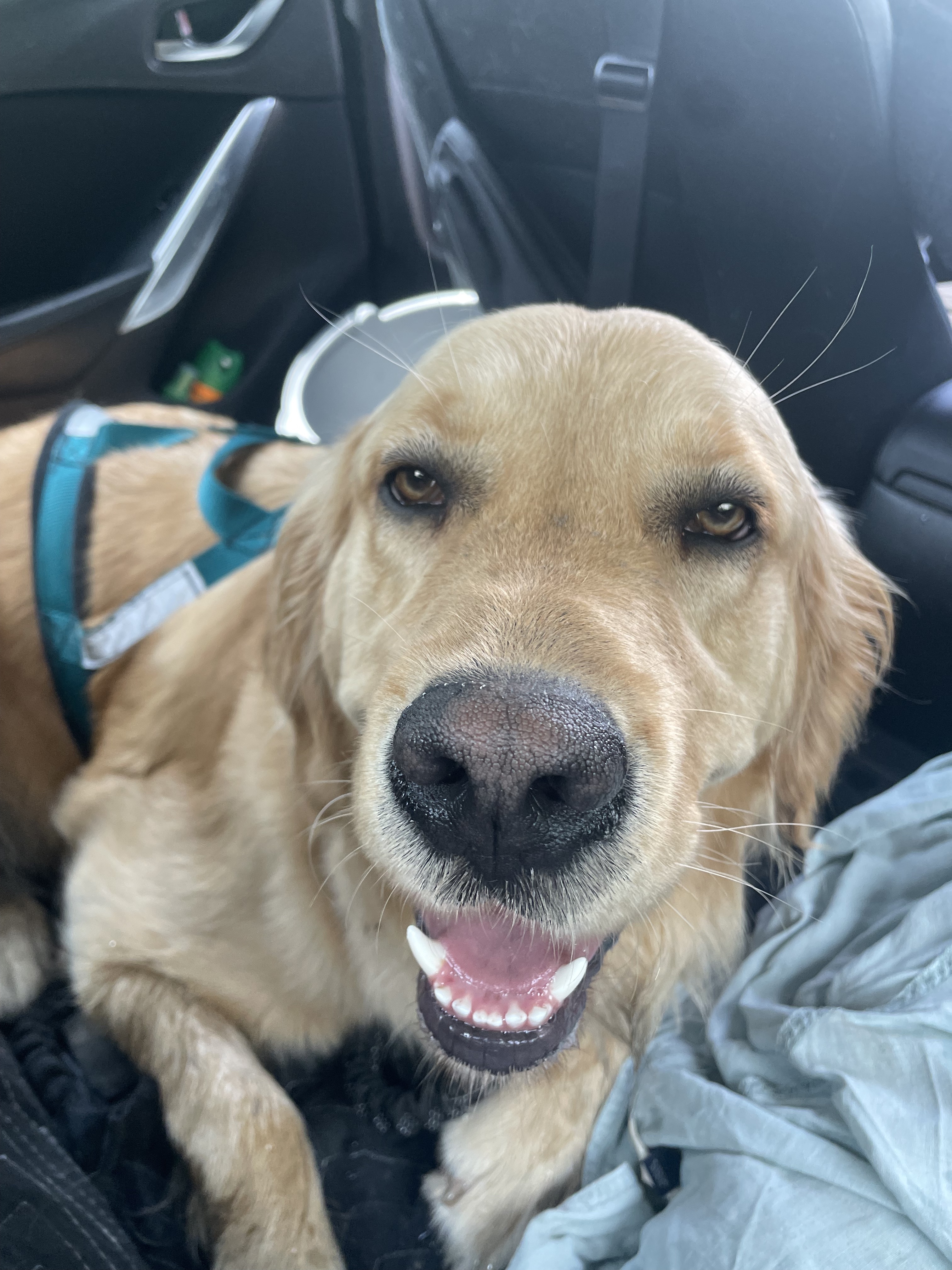 golden retriever dog